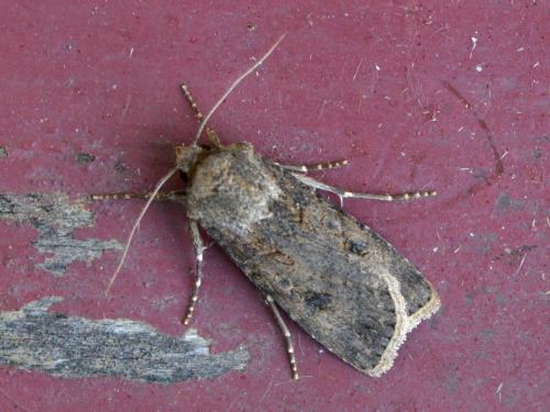 Réf. 306 870 : Agrotis segetum